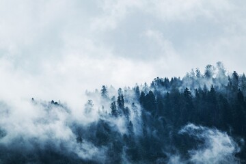 Niebla en la montaña 
