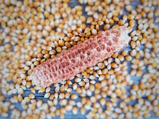 Corn cocoons and corn kernels.