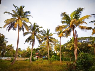 Fototapeta na wymiar palm trees on village of Kerala