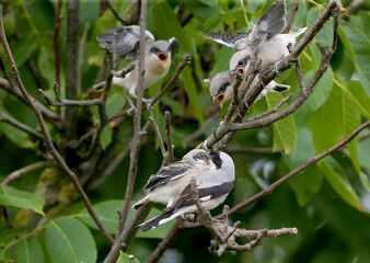 Four lesser gray shrike (Lanius minor) chicks were photographed with a full shot on a tree branch while being fed by their parents. Fun and unusual situations
