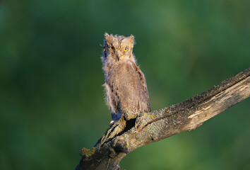 Obraz premium Eurasian scops owl chicks are photographed individually and together. Birds sit on a dry branch of a tree against a blurred background in the rays of the soft evening sun.