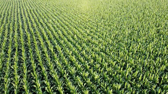 Drohnenaufnahme, Maisfeld im Sommer