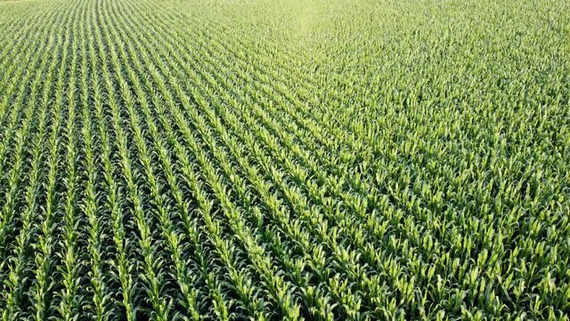 Drohnenaufnahme, Maisfeld im Sommer
