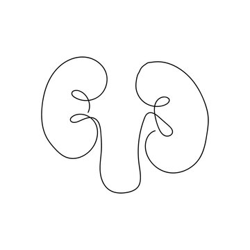 recommend clip art: Human kidneys with ureters one line art. Continuous line drawing of human, internal, organs, kidneys, ureters, excretory system.