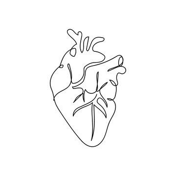 Human heart with blood vessels one line art. Continuous line drawing of human, internal, organs, heart, blood, aorta, blood vessels, atrium, ventricle.
