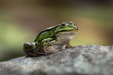 Side view of a green frog sitting on a rock facing left and isolated on white background
