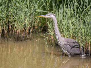Grey Heron Hunting by a Reed Bank in a Lake