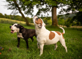 Two little dogs American Stanford playing with each other in the middle of nature with his owner.