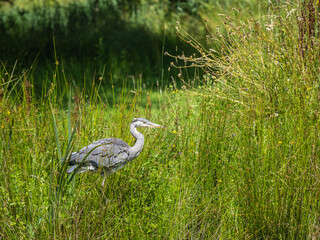 Grey Heron Hunting by a Reed Bank in a Lake