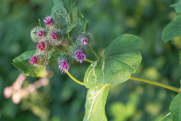 Blooming pink Burdock flowers in the meadow
