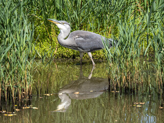 Grey Heron Hunting by a Reed Bank in a Lake