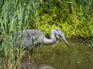 Grey Heron Hunting by a Reed Bank in a Lake