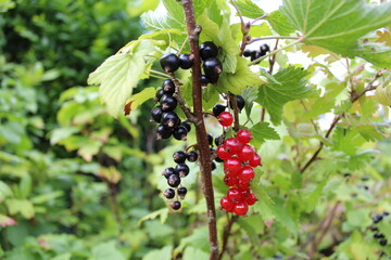 Red currants and black currants.