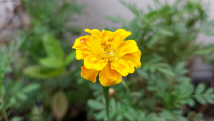 Marigolds blooming in the morning.