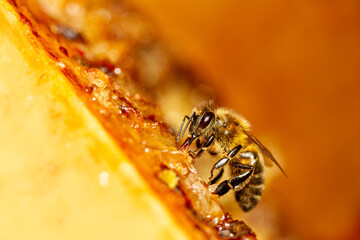 Honey bee on a frame in a hive with a blurred background for text content.