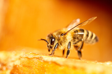 Honey bee sits on a frame in front of a blurred background with shallow depth of field.