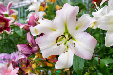 Beautiful flowers white lilies. Floral natural summer background.