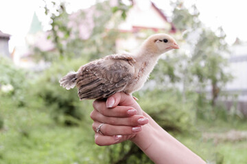 Newborn black chicken sits on a man's hand showing aggression