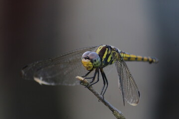 dragonfly on a leaf