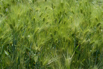 green wheat field