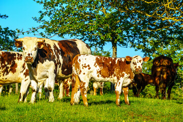 Animal ferme vache 570