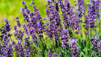 Obraz premium Blooming lavender in the morning