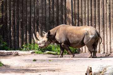 Zoo, Nashorn