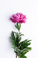 Fresh pink  one peonie on white background. Copy space.