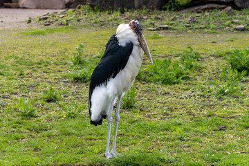 Zoo, Vogel