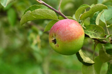 Jabłko, ogród, owoce, lato - obrazy, fototapety, plakaty