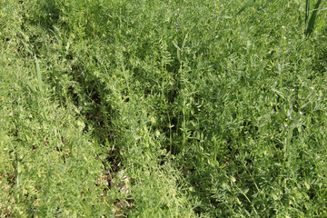 culture de lentilles