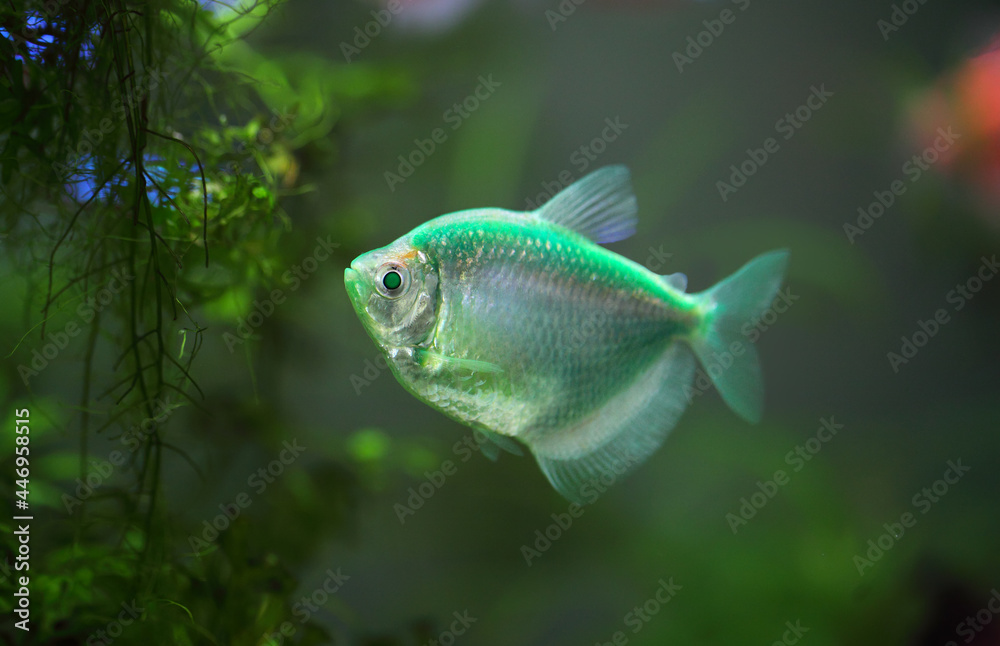 Wall mural The colorful aquarium fish Black tetra (Gymnocorymbus ternetzi)