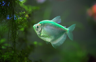 The colorful aquarium fish Black tetra (Gymnocorymbus ternetzi)