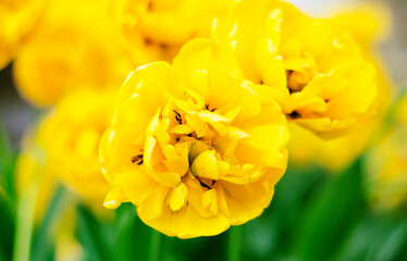 Obraz premium Yellow flowers. Yellow tulips. Beautiful tulips