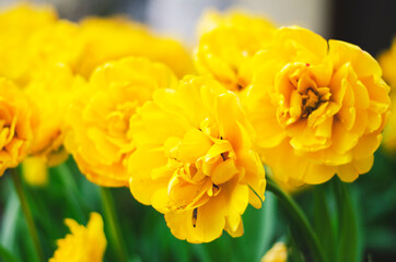 Yellow flowers. Yellow tulips. Beautiful tulips