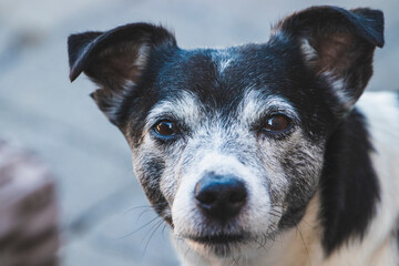Portrait d'un Jack Russel