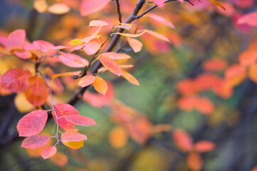 Saskatoon (Amelanchier alnifolia) branch with colorful autumn leaves against defocused background. Selective focus and shallow depth of field.