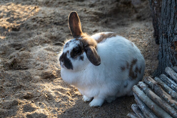 Hase