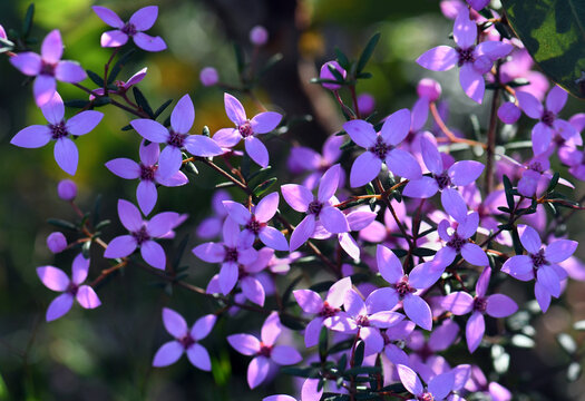 Pink flowers of Australian native Boronia ledifolia, family Rutaceae. Growing in Sydney woodland, NSW, Australia. Also known as the Showy, Sydney or Ledum Boronia. Winter to spring flowering