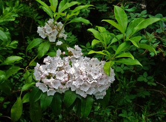 Breitblättrige Lorbeerrose, Kalmia latifolia, Berglorbeer,