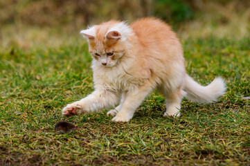 Naklejka na ściany i meble A red cat plays with its prey, cat food, mole and cat.