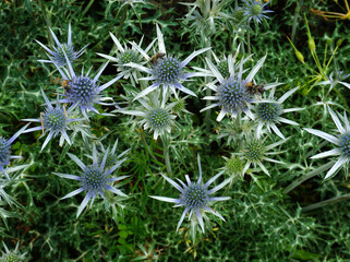Mannstreu, Eryngium, Edeldistel , eryngo