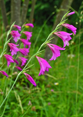 Gewöhnliche Siegwurz, Gladiolus communis, cornflag