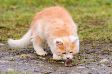 Naklejka na ściany i meble Frightened mole and red cat, a cat playing with its prey on the grass, a natural instinct of a cat.