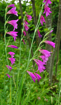 Gew&ouml;hnliche Siegwurz, Gladiolus communis, cornflag