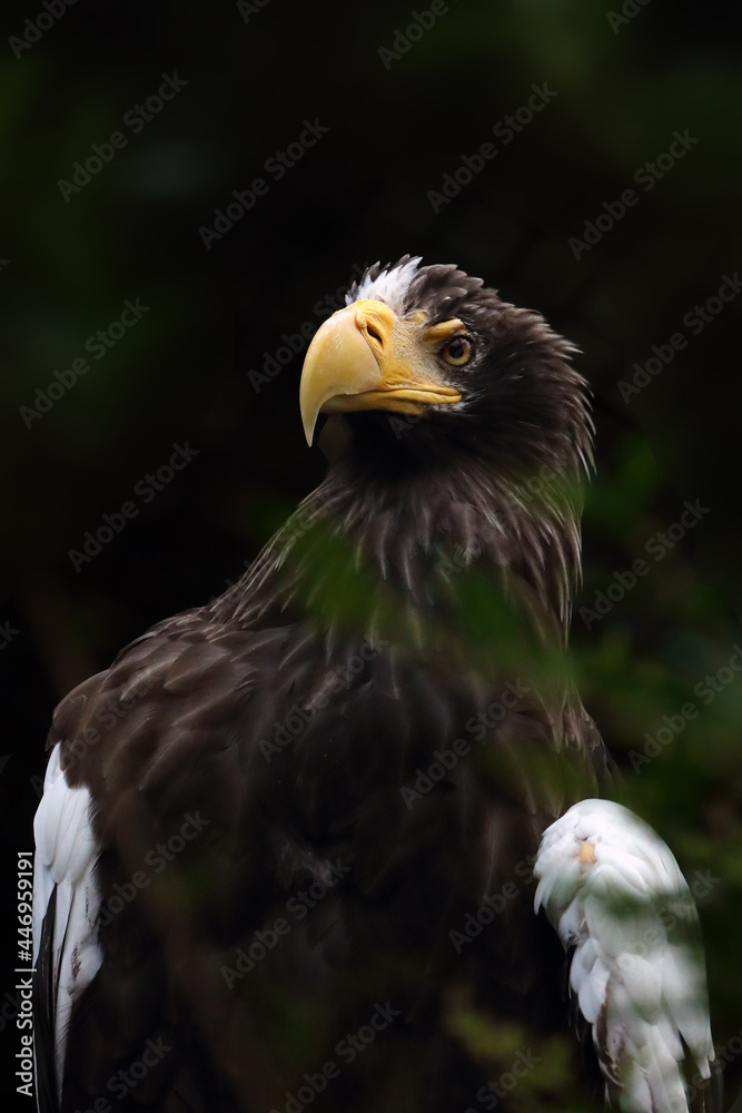 Canvas Prints Steller's sea eagle (Haliaeetus pelagicus), portrait of a big eagle on a dark background.