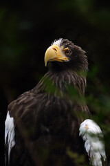 Steller's sea eagle (Haliaeetus pelagicus), portrait of a big eagle on a dark background.
