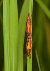 Cantao ocellatus is one of the insects in the family Scutelleridae are mating on the grass. 