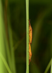 Cantao ocellatus is one of the insects in the family Scutelleridae are mating on the grass. 