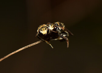 A little bee sleeps on the top of the grass.